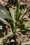 Lance coreopsis